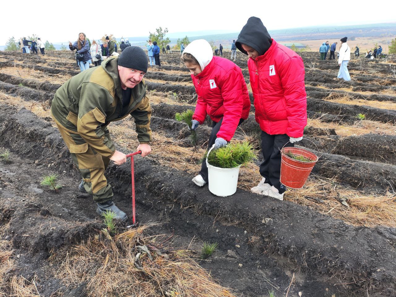 Около 12 миллионов деревьев высадили в Саратовской области в 2025 году